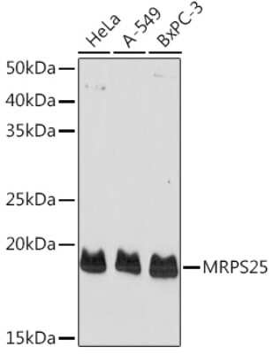 Western Blot: MRPS25 AntibodyAzide and BSA Free [NBP3-04167]